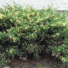 Можжевельник казацкий Variegata (ЗКС)