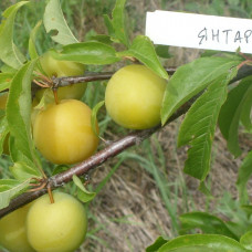 Слива Янтарная Млиевская (Однолетний, ОКС)