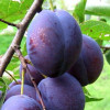 Cлива Амерс (Однолетний, ОКС)