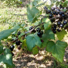 Черная смородина Голубка (Двухлетний, ОКС)