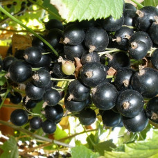 Смородина черная Юбилейная Копаня (Однолетний, ЗКС)