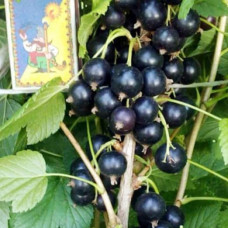 Смородина черная Юбилейная Копаня (Однолетний, ЗКС)