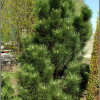 Сосна горная Грин Коламн (40-50 см, ЗКС)