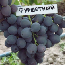 Виноград Фуршетный (Однолетний, ОКС) Виноград Фуршетный (Однолетний, ОКС)