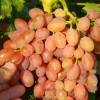 Виноград Кишмиш лучистый (Однолетний, ОКС)