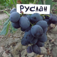 Виноград Руслан (Однолетний, ОКС) Виноград Руслан (Однолетний, ОКС)