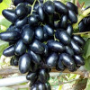 Виноград Велика (Однолетний, ОКС) Виноград Велика (Однолетний, ОКС)