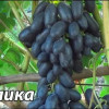 Виноград Велика (Однолетний, ОКС)