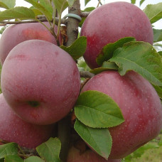 Яблоня Флорина (Однолетний, ОКС)