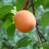 Абрикос Хар Гранд (Трехлетний, ЗКС)