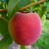 Персик Манон (Двухлетний, ОКС)