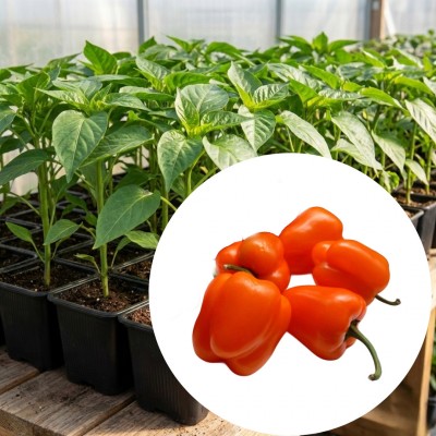 Розсада перцю солодкого сорту "Mini Bell Orange" (ВКС Ранній) Перець солодкий