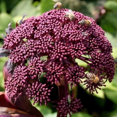 Ангеліка гігантська, дудник "Angelica gigas" (15-20 см, саджанець у горщику 500 грам)
