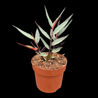 Чорний імбир "Alpinia Silver Officinale" (15-20 см, саджанець у горщику 500 грам)