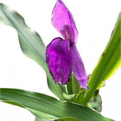 Роскоя (Roscoea) auriculata (саджанець у горщику)