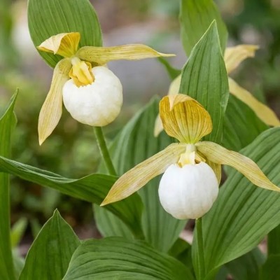 Садова орхідея (Garden Orchid) біла (саджанець у горщику)