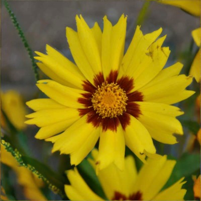 Кореопсис (Льонок) Grandiflora Грандіфлора (кореневище)