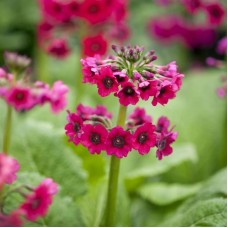 Примула (Первоцвіт) japonica Millers Crimson японіка Міллерс Крімсон (кореневище)