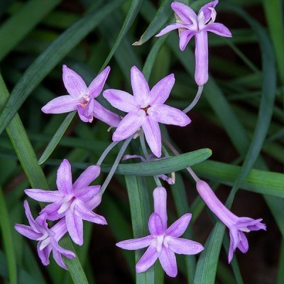 Тюльбагія (Дикий часник) Violacea Віолацея (кореневище)