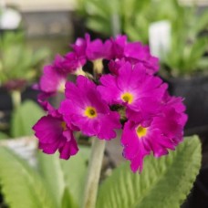 Примула (Первоцвіт) denticulata Pink дентікулата Пінк (кореневище)