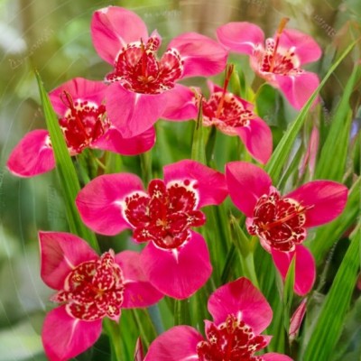 Тігрідія (Тигрова квітка) Lilacea Лілацея (цибулина)