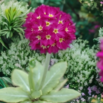 Примула (Первоцвіт) denticulata Red дентікулата Ред (кореневище)