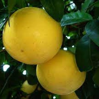 Грейпфрут Marsh Seedless
