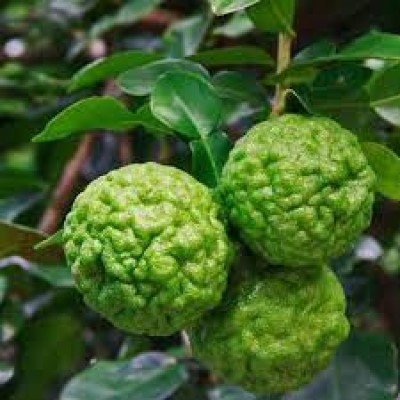 Лайм Кафрский (Kaffir Lime, Citrus hystrix) 