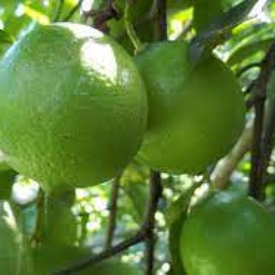 Лайм Таити (tahitian lime, lime tahiti) 