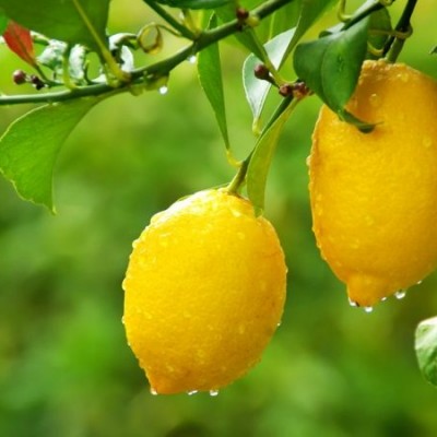 Лимон Лунарио (Lunario Citrus limon (L.) Burm.) 