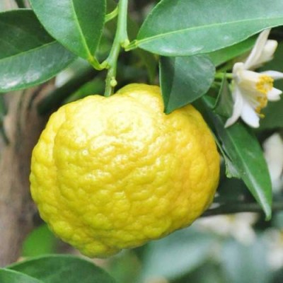 Лимон Меллароза (C. Limon Mellarosa)