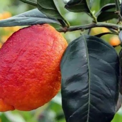 Лимон Россо (red limon Rosso) 