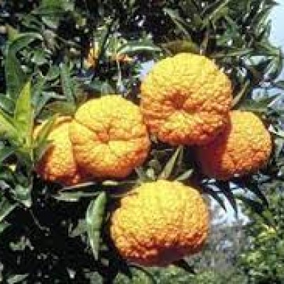 Мандарин Geleking (Citrus nobilis ’Geleking’)