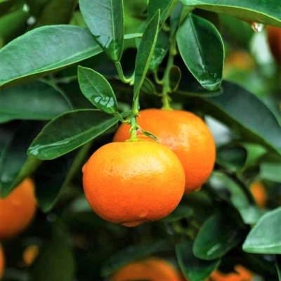 Мандарин Нова (citrus reticulata nova) 