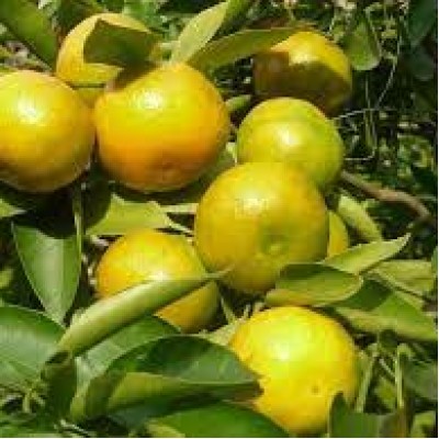 Мандарин Примосоль (‘Primosole’ mandarin) 