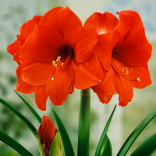Амариллис Orange Souvereign 