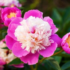 Пион PAEONIA BOW OF BEAUTY