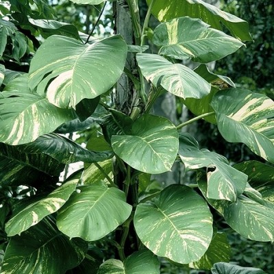 Епіпремнум Pinnatum Aureum