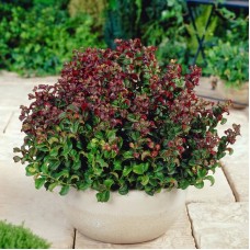 Леукотое Axillaris Curly Red Леукотое Axillaris Curly Red