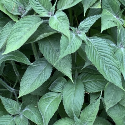 Стробілантес Atropurpurea