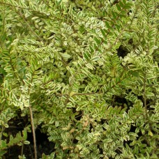 Жимолость Шапочная Variegata Жимолость Шапочная Variegata