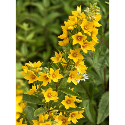 Вербейник монетчастий - Lysimachia nummularia